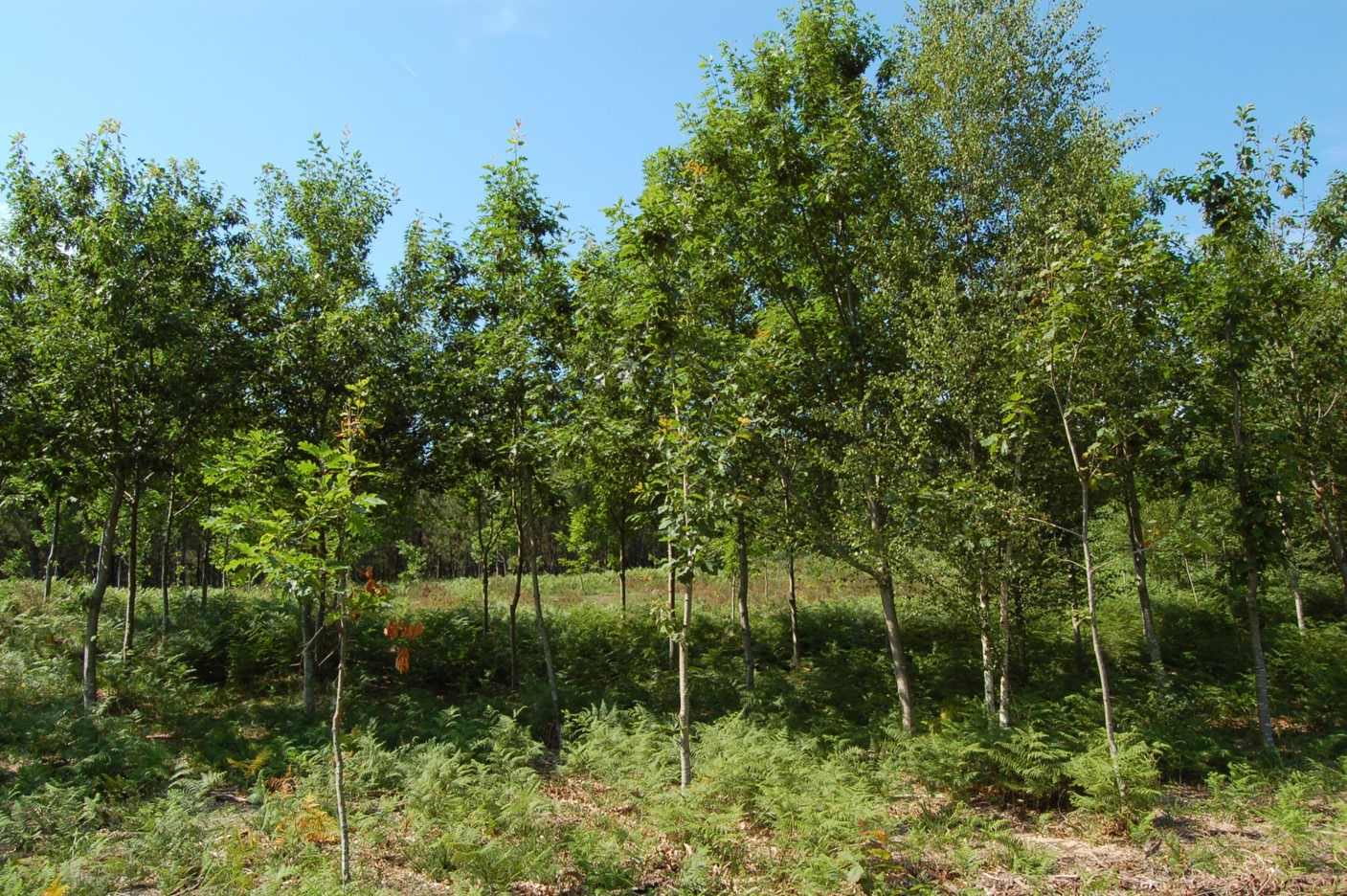 Repoboacions: plantacións de carballo américano (Quercus rubra)