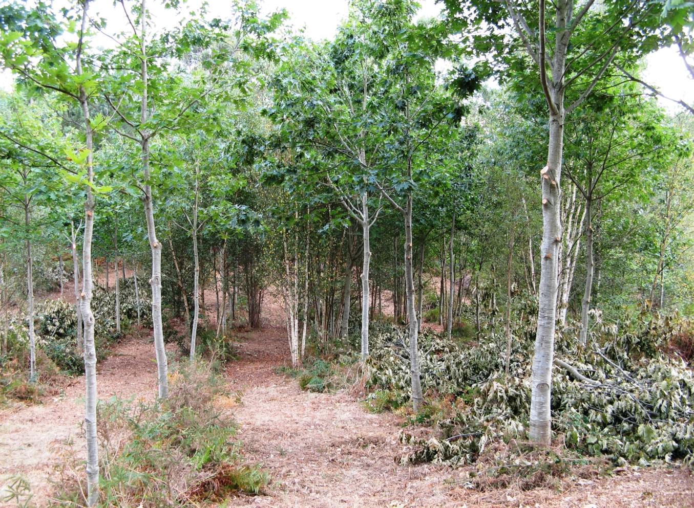 Poda do carballo américano (Quercus rubra)