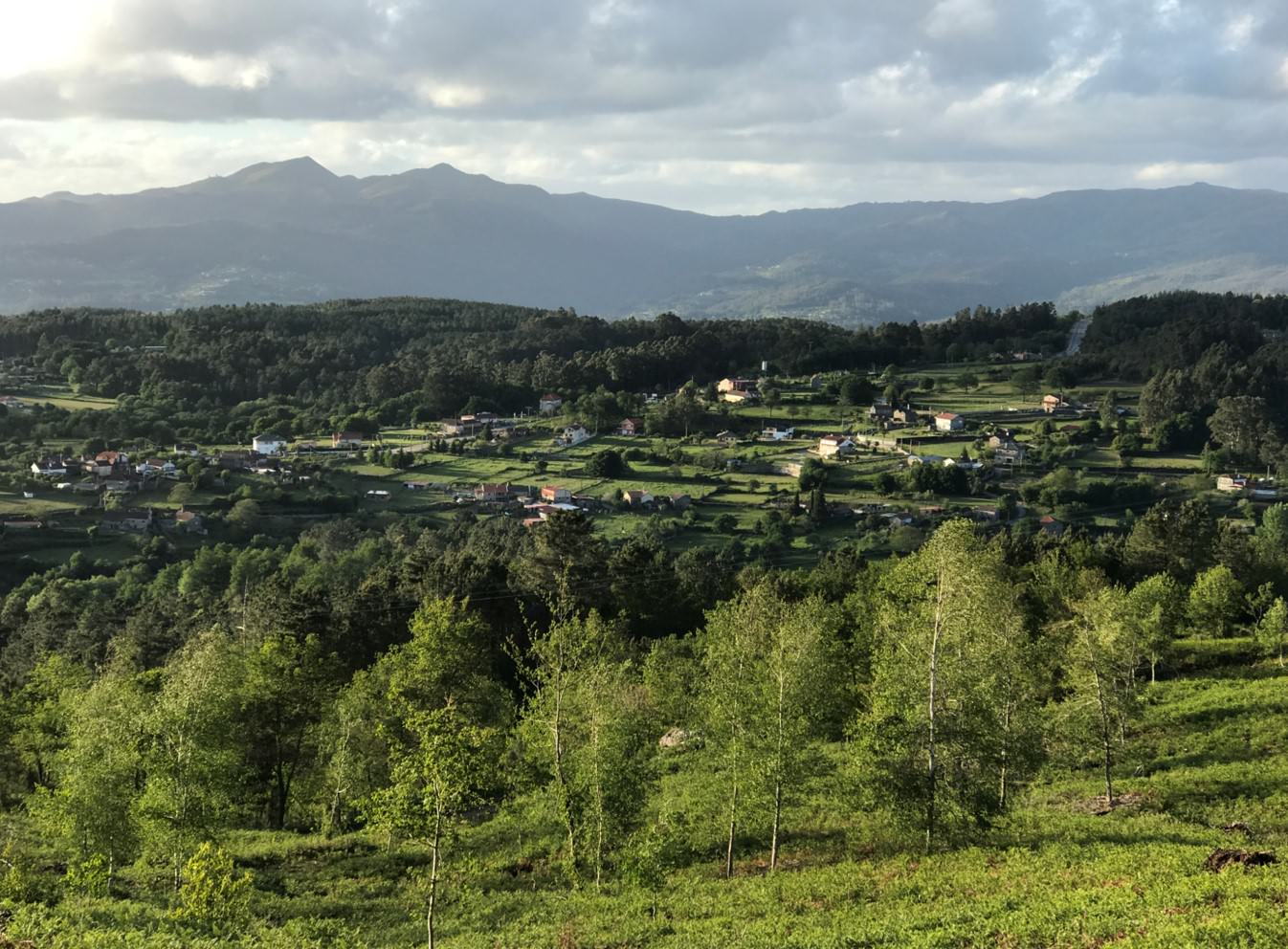 Unha parcela despois dunha corta de piñeiros no verán