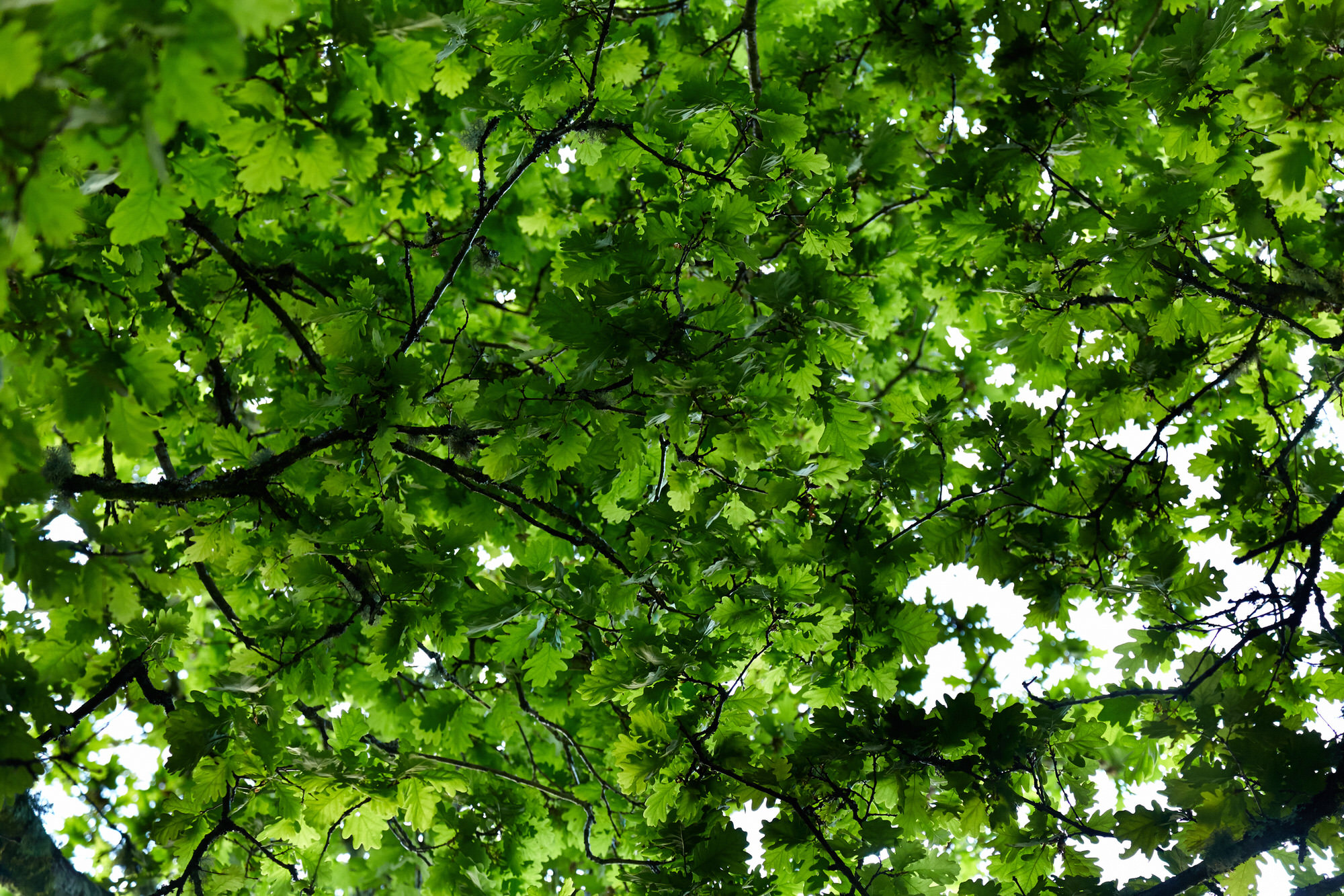 Ramas de carballo (quercus robur) con follaje no verán